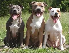 Pit Bulls