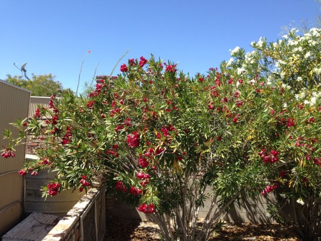 Life in the Real Desert: Flowers and Recovery