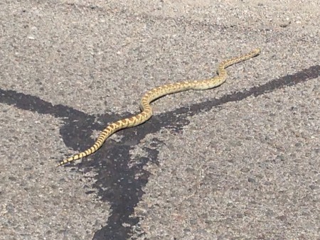 Snake crossing the road, @4ft