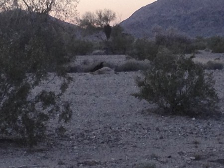 Life in the Real Desert: And Death